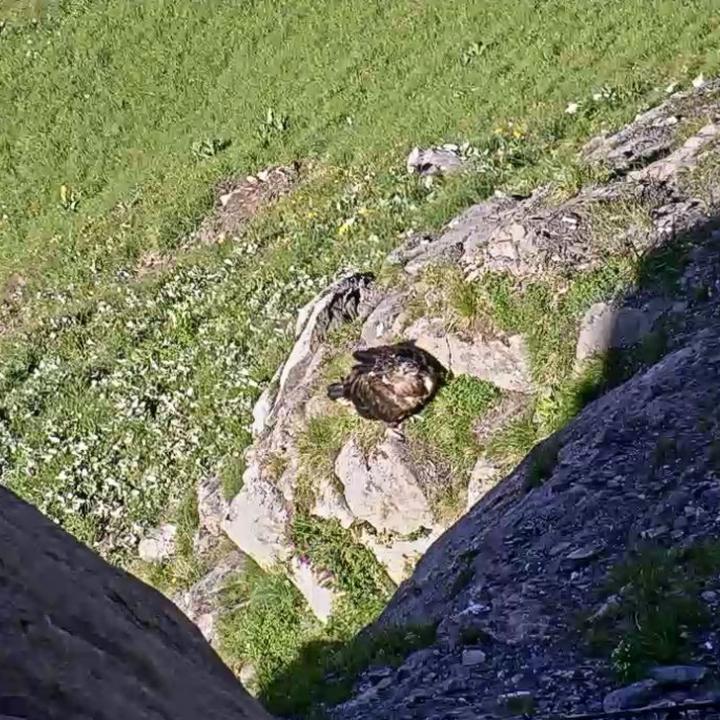 Luzerna sitzt auf dem Felsvorsprung und schaut nach unten