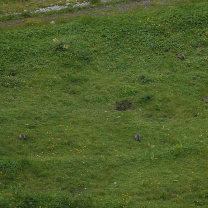 Fünf junge Murmeltiere, die in sicherem Abstand in der Nähe ihres Baus Grünfutter suchen