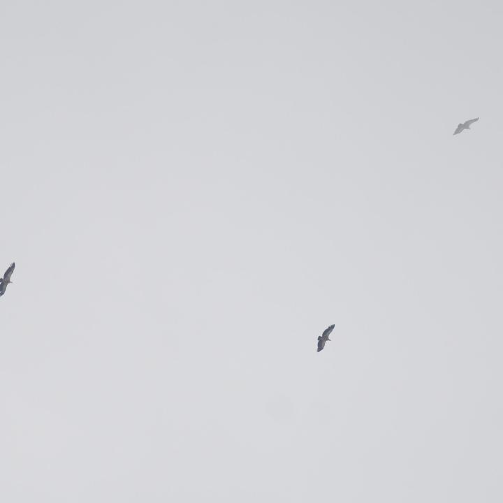 Gänsegeier im Flug über dem Henglihang (Bild von 2020)