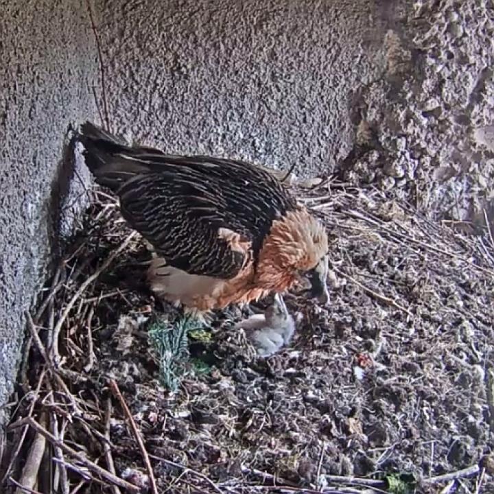 Bearded Vulture with chick in the Natur- und Tierpark Goldau (picture webcam) 