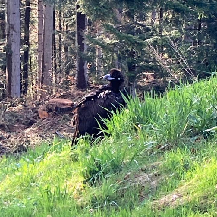 The Cinerous Vulture landed exhausted at the edge of the settlement of Egg, Sattel on May 7, 2021. There he was captured by gamekeeper Raschle (Photo: M. Raschle).