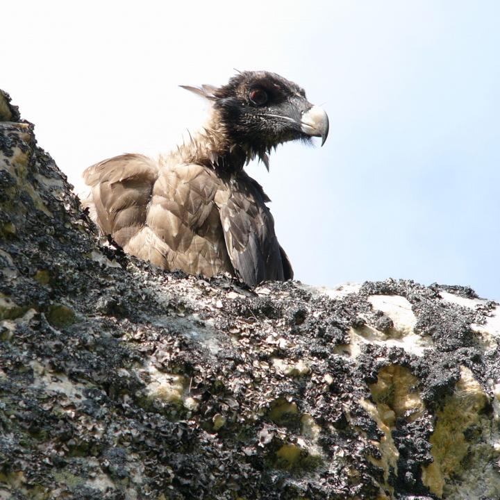 Young bearded vulture before its first flight (c) Daniel Hegglin