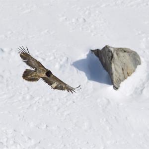 Bartgeier Ewolina fliegt vor verschneitem Hang. (c) Hansruedi Weyrich