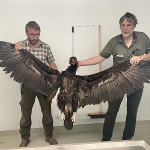 At the Office of Hunting and Fishing Graubünden in Chur, the dead vulture was examined. Left: David Jenny (Swiss Ornithological Institute Sempach), right: Hannes Jenny (AJF Graubünden). Photo: C. Schorta.
