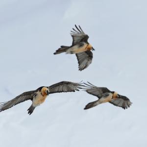 Mehrere Bartgeier fliegen gemeinsam bei einer Futterstelle. (c) Hansruedi Weyrich