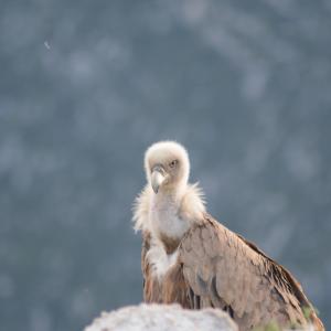 Sitting Griffon Vulture © Franziska Lörcher