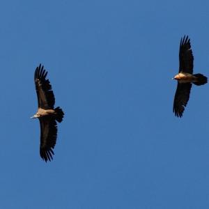 Griffon vulture (left) and bearded vulture (right) in flight © Bruno Berthemy
