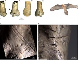 Cut marks on a wing bone of a bearded vulture (c) Pereseni et. al. 2011.